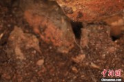 免费测算江西发现蜘蛛新物种 为研究呵叻蛛属适应区域提供依据